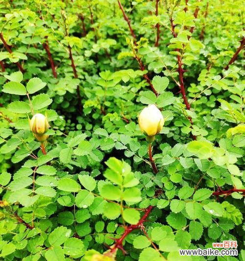 探寻黄刺玫花所传递的情感与意义 以黄刺玫的花语为主题的文章