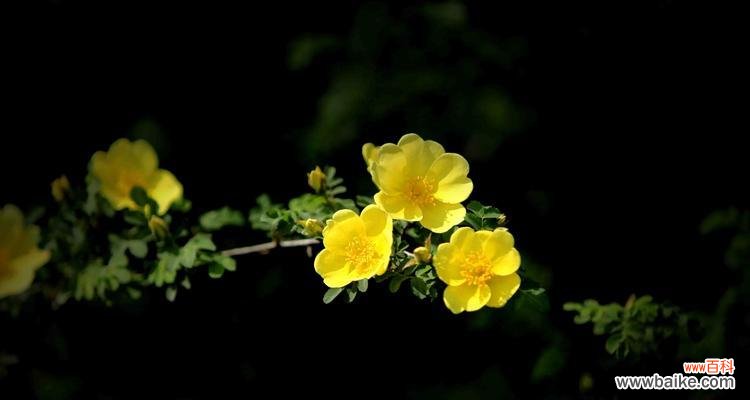 探寻黄刺玫花所传递的情感与意义 以黄刺玫的花语为主题的文章