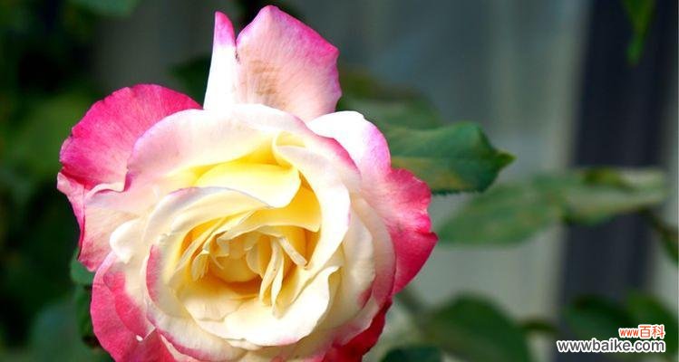 盛开于心的花海——热情花卉盛宴 传递热情的花朵