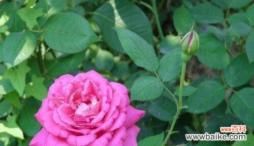 用花语庆祝每个特殊时刻 庆祝的花花语