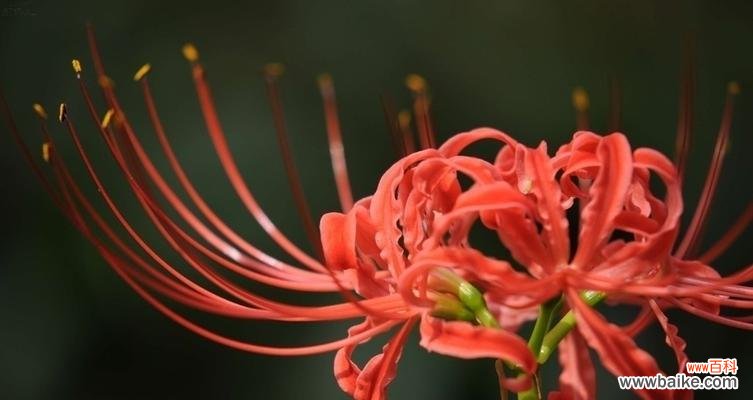 以花语传达的请求原谅 花开道歉,犹如言辞的芬芳