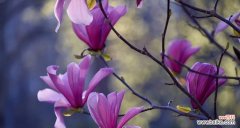 传递善良的花语 花开善良的力量