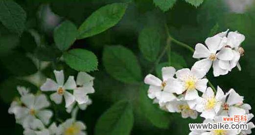 伤心花语的寓意与传达方式 悲伤花之哀叹