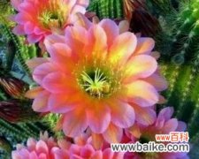 以花语解读生命的意义 生命的花