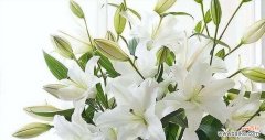 传递祝福与美好的鲜花 以表示生日的花花语