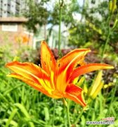 以花语表达胜利 胜利的花-象征胜利的美丽与力量