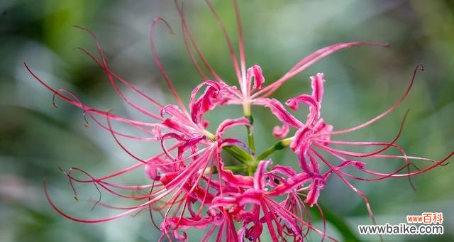 失望之花——花语中的失望之意