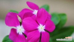 花语解读｜哪些花被视为守护的象征 守护的花