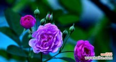 用花语表达深深的思念之情 思念之花，花语传情