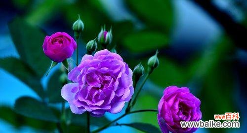 用花语表达深深的思念之情 思念之花,花语传情