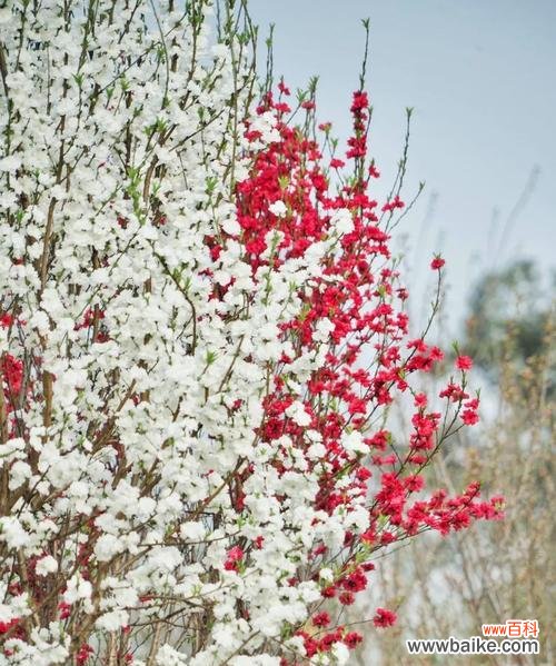 娇柔花海中的花朵 温柔花