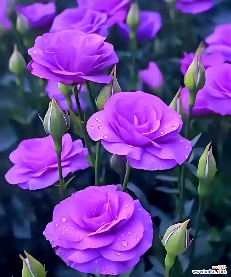 紫色洋桔梗的花语有何深意？它在送礼时表达什么情感？