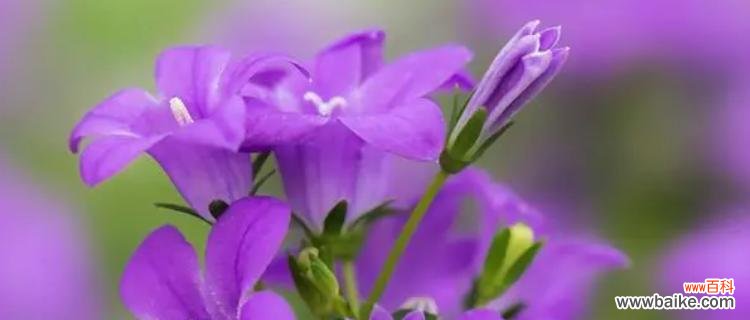 紫色洋桔梗的花语有何深意？它在送礼时表达什么情感？