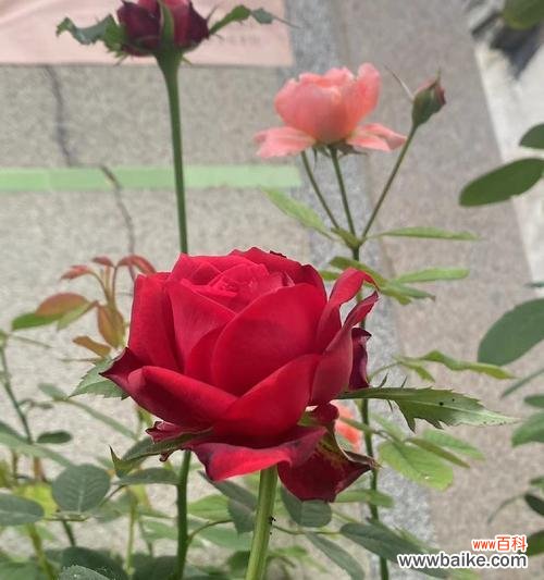 黄昏花的花语是什么?它象征着什么?