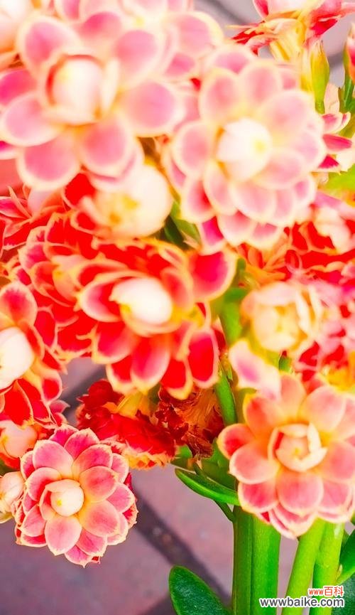 哪种花的花语代表健康?它有什么特别的含义?