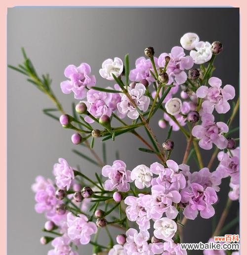 低调的腊梅花语是什么？它代表了什么？