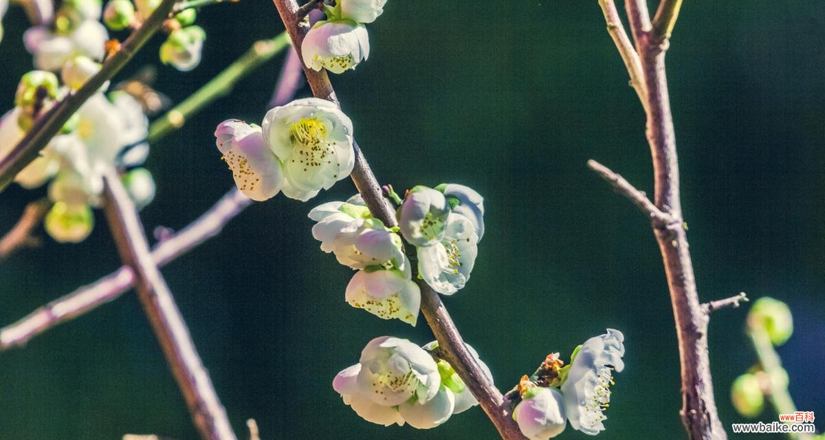 低调的腊梅花语是什么？它代表了什么？