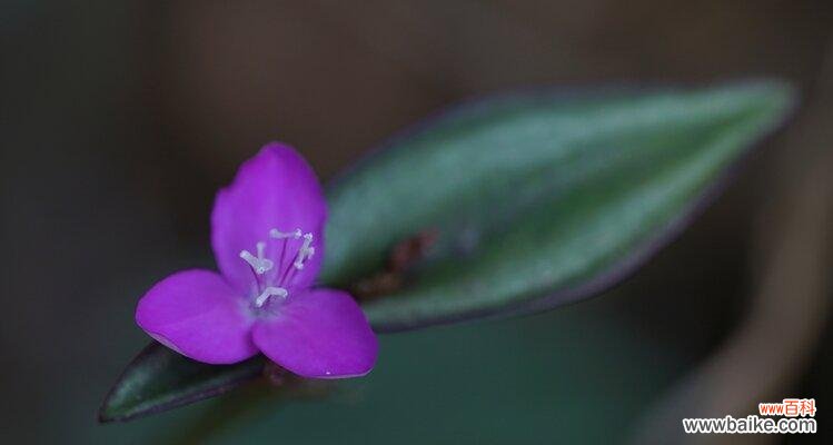 清竹象征着什么?它的花语有何寓意?
