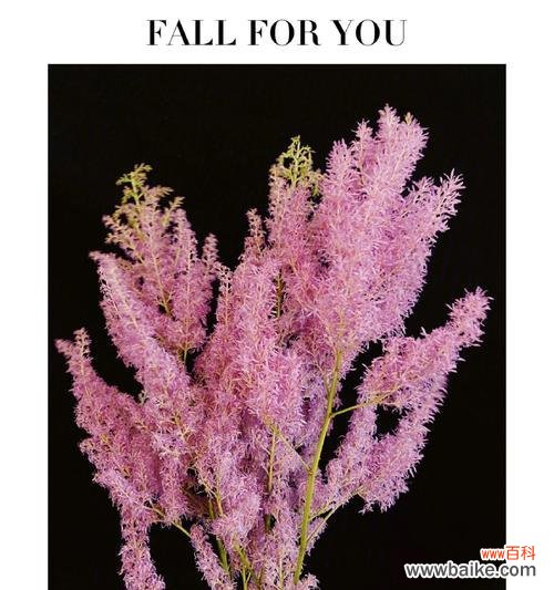 清竹象征着什么?它的花语有何寓意?