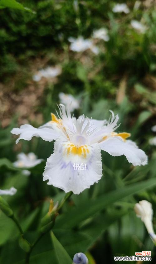 清竹象征着什么?它的花语有何寓意?