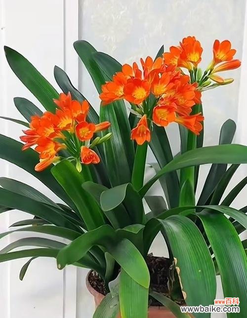 求财时应该选择哪种花？这种花的花语是什么？