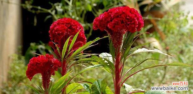 求财时应该选择哪种花？这种花的花语是什么？