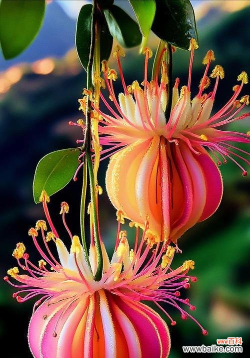 求财时应该选择哪种花？这种花的花语是什么？