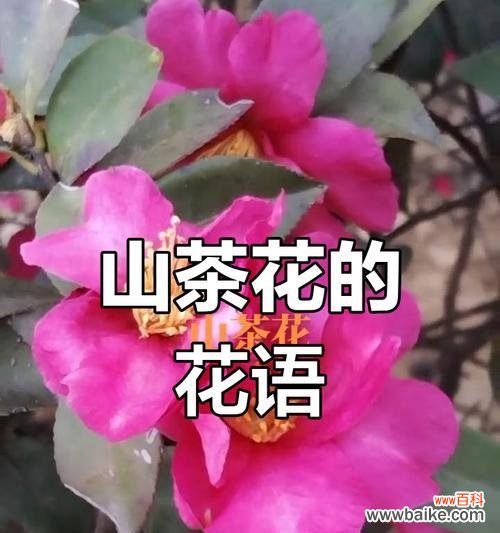 粉山茶花的花语是什么？粉山茶花的寓意是什么？