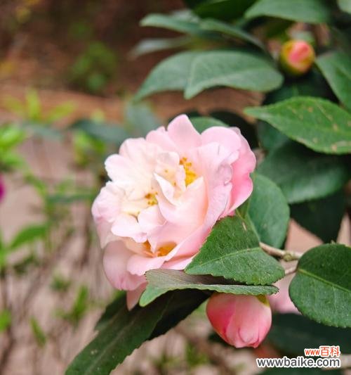 粉山茶花的花语是什么？粉山茶花的寓意是什么？