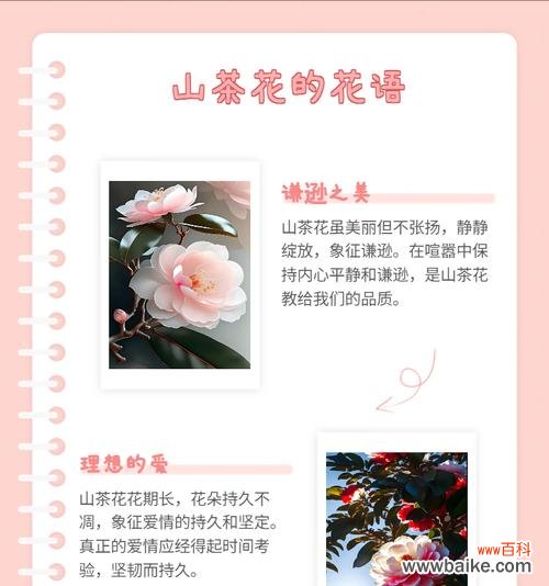 粉山茶花的花语是什么？粉山茶花的寓意是什么？