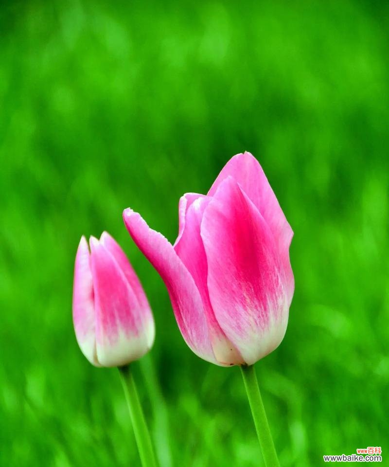 花语“所愿皆所得”是什么意思?“所愿皆所得”花语代表什么?