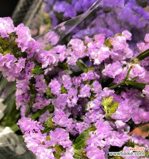 勿忘她是什么花语?勿忘我花的寓意有哪些?