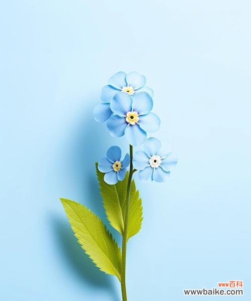 勿忘她是什么花语?勿忘我花的寓意有哪些?