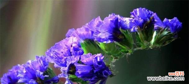 勿忘她是什么花语?勿忘我花的寓意有哪些?