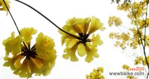 探索黄风铃的文化内涵与历史背景 黄风铃的寓意与象征意义