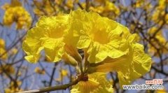 探索黄风铃的文化内涵与历史背景 黄风铃的寓意与象征意义