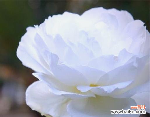 白绿色玫瑰的花语有何含义？