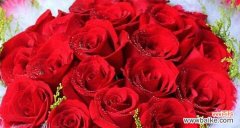 玫瑰红色西服的花语是什么？有何特别含义？