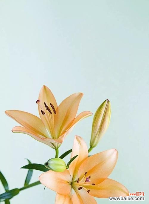 探寻黄百合的深刻寓意与传达的情感 黄百合花语