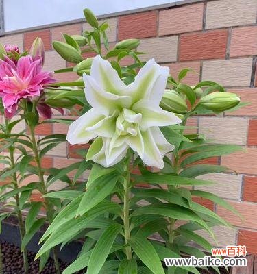 揭秘黄百合花的象征意义，传递阳光和纯洁的力量 黄百合花的寓意与象征——从阳光与纯洁谈起