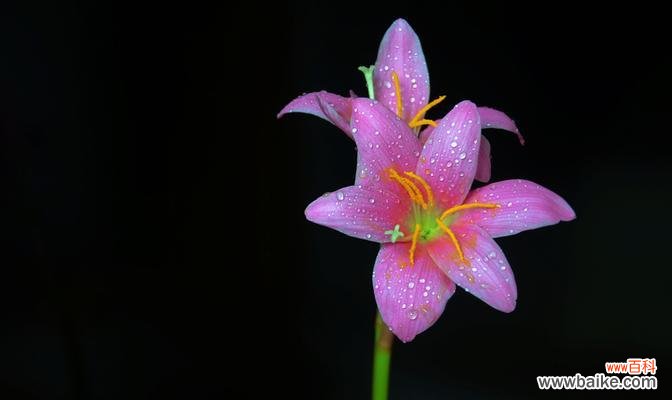 揭秘黄百合花的象征意义，传递阳光和纯洁的力量 黄百合花的寓意与象征——从阳光与纯洁谈起