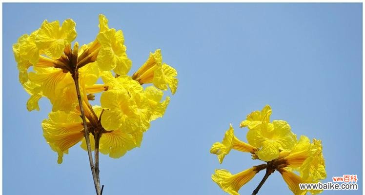 探寻黄花风铃木的象征与意义 黄花风铃木的花语与寓意