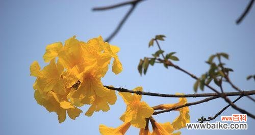 赏花,体验生命的美妙与变幻( 黄花风铃木的寓意与美学价值