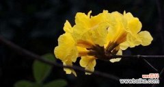 探寻黄花风铃木花语的神奇魅力 黄花风铃木的花语之美