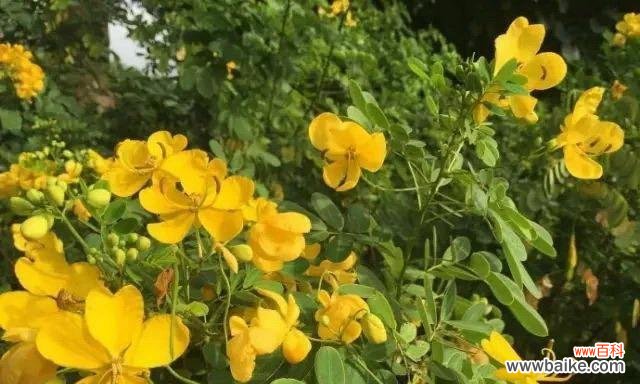 黄槐树的寓意及其与人生的关联