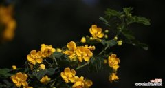 用花语诉说黄槐花的美丽与情感 黄槐花的花语