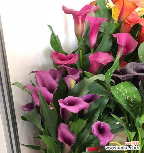 探寻黄花马蹄莲的美丽与深意 黄花马蹄莲的花语与象征意义