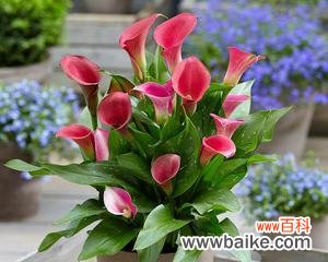 探寻黄花马蹄莲的美丽与深意 黄花马蹄莲的花语与象征意义