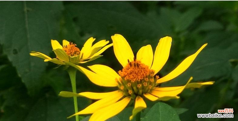 带给我们的快乐与力量 黄金菊花语