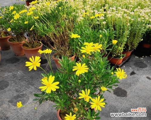 带给我们的快乐与力量 黄金菊花语